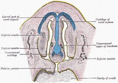 Фронтальное сечениеназальной полости человеческого эмбриона (28 мм длиной). (Vomeronasal organ of Jacobson labeled at right.)